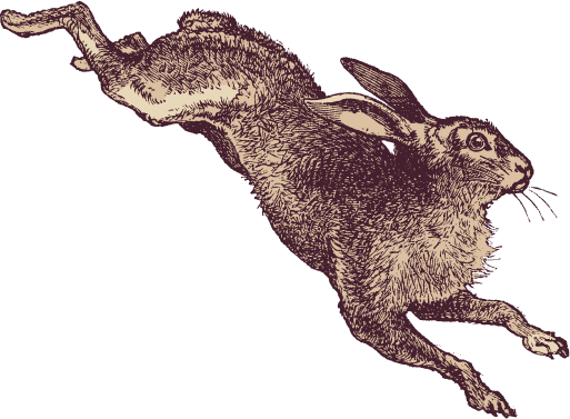 Hare
