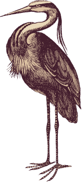 Heron