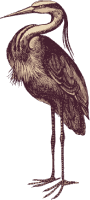 Heron
